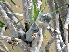 Ctenosaura pectinata