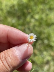 Erigeron lonchophyllus