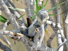 Ctenosaura pectinata