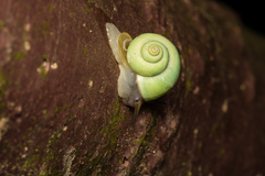 Leptopoma perlucidum