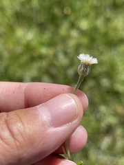 Erigeron lonchophyllus