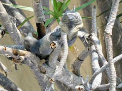 Ctenosaura pectinata