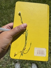 Erigeron lonchophyllus