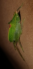 Podacanthophorus