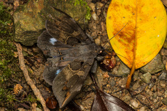 Ischyja ferrifracta