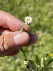Erigeron lonchophyllus