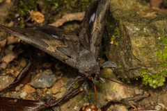 Ischyja ferrifracta