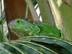 Iguana iguana