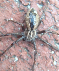 Thanatus formicinus