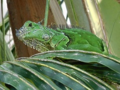 Iguana iguana
