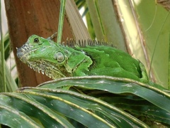 Iguana iguana