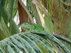 Iguana iguana