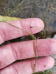 Eleocharis baldwinii