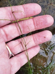 Eleocharis baldwinii