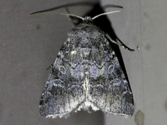 Oligia minuscula