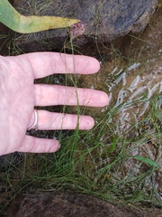 Eleocharis baldwinii