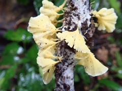 Cotylidia aurantiaca