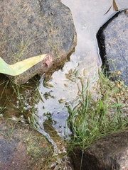 Eleocharis baldwinii