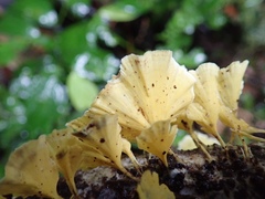 Cotylidia aurantiaca