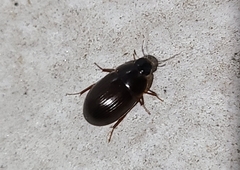 Cymbiodyta bifidus