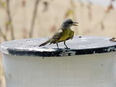 Tyrannus melancholicus