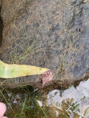 Eleocharis baldwinii