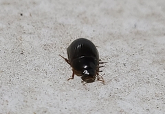 Cymbiodyta bifidus