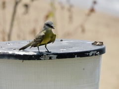 Tyrannus melancholicus