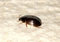 Cymbiodyta bifidus
