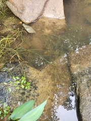 Eleocharis baldwinii