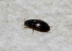 Cymbiodyta bifidus