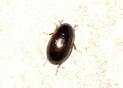 Cymbiodyta bifidus