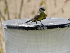 Tyrannus melancholicus