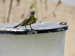 Tyrannus melancholicus