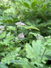 Thalictrum sparsiflorum