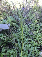 Saussurea angustifolia