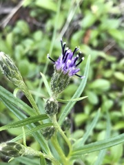 Saussurea angustifolia