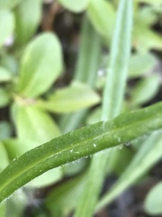 Saussurea angustifolia