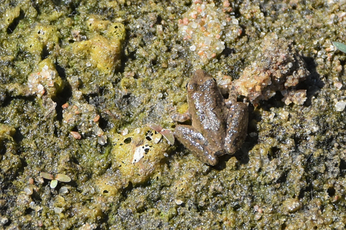 Blanchard's Cricket Frog photographed in Oklahoma