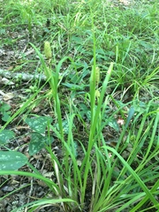 Carex typhina