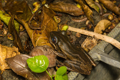 Polypedates leucomystax