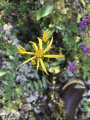 Senecio lugens