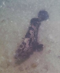 Epinephelus fuscoguttatus