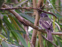 Leptopogon superciliaris