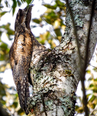 Nyctibius griseus