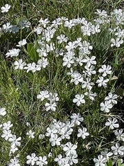 Phlox multiflora