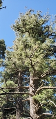 Pseudotsuga macrocarpa