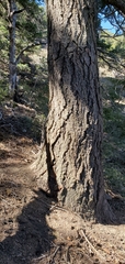 Pseudotsuga macrocarpa