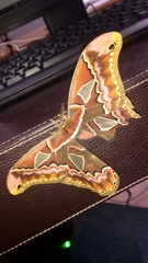 Rothschildia cinctus cinctus