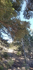 Pseudotsuga macrocarpa